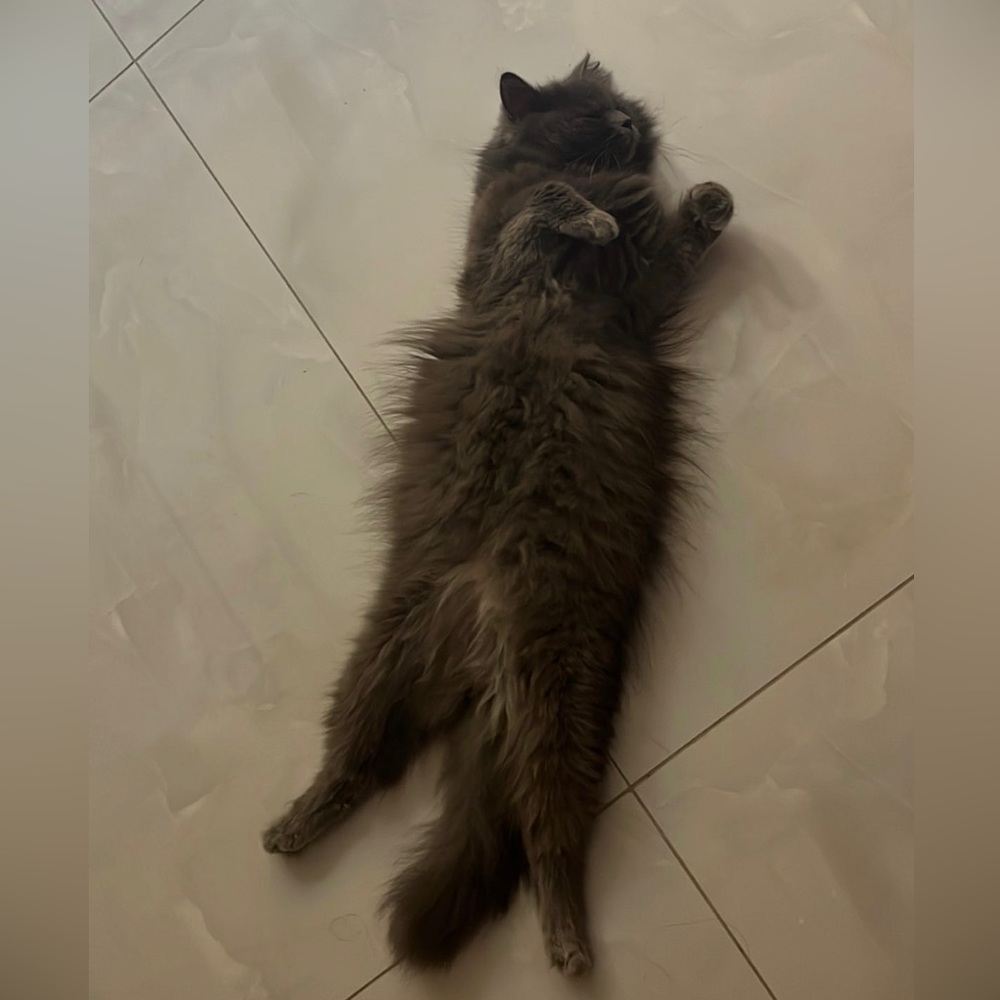 Meet your Posher, Laiba